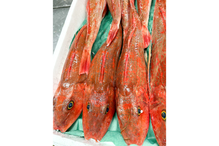 【12回定期便】大田市からお届け！旬のお魚セット【鮮魚 約5kg 定期便 12回 月1回 冷蔵 旬 魚 さかな 天然 天然魚 新鮮 地魚 産地直送 水揚げ次第発送 おまかせ セット 詰め合わせ お取り寄せ 大田市 和江漁港】