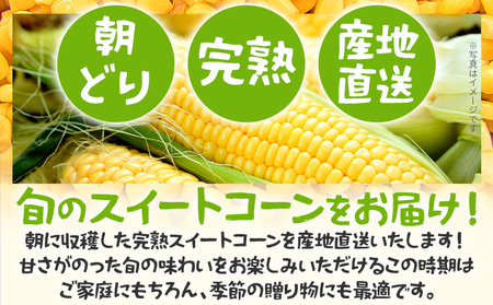 完熟 スイートコーン 数量限定 とうもろこし 【朝採り】4kg 先行予約 産地直送 