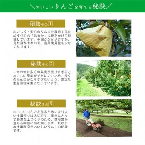 【桃沢晴香園】はるか(りんご)5kg【配送不可地域：離島・沖縄県】【1606258】