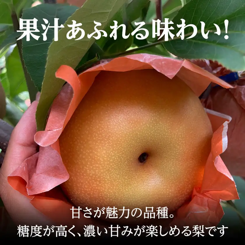 南水梨 4.5kg(秀10～12玉)【1615471】