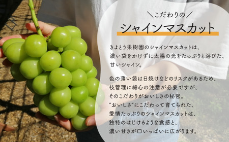 シャインマスカット 岡山県産ぶどう シャインマスカット＆生産者いちおし葡萄2房入計1.0kg～ 【KF-B010-04】