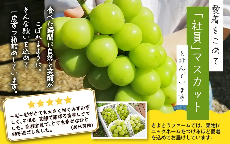 シャインマスカット 3-5房/計2kg～ (岡山県産) きよとう果樹園こだわりのシャイン！【KF-B016-03】