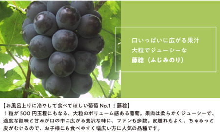 【2026年先行予約】大粒の藤稔 特大２房 / 計1.3kg～ (岡山県産) / ふじみのり 葡萄 きよとう果樹園【KF-B056-03】