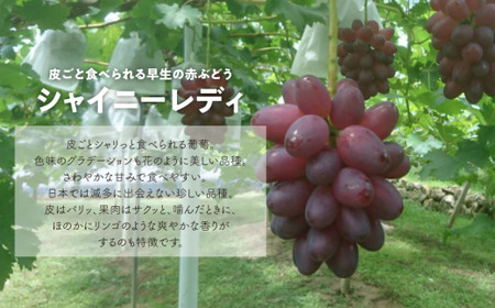 ぶどう 岡山県産 厳選bぶどうャイニーレディ1房700g～  【KF-B081-03】