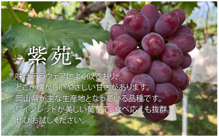 訳あり ぶどう 岡山県産 ご家庭用ぶどう紫苑(しえん)約2.2kg 【KF-B085-03】