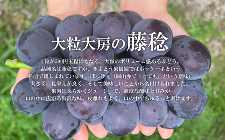 ぶどう 岡山県産 大粒ぶどう藤稔1房700g～ 【KF-B086-03】
