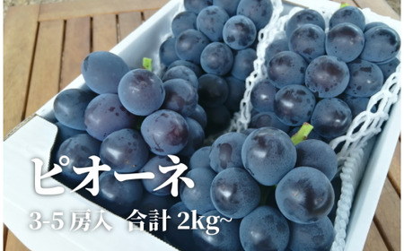 ピオーネとシャインマスカット、たっぷり2kgの2回便！(定期便) (岡山県産)【KF-T005-04】