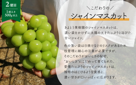 ちょっとずつ食べたい！ピオーネとシャインマスカットの１房お試し２回便！ (定期便)(岡山県産)【KF-T042-02】