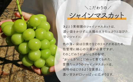 岡山のシャインマスカットを楽しむ満足３回便！特大２房×3回/全便計3.9kg～ (定期便)(岡山県産)【KF-T045-02】