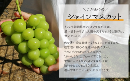 岡山のシャインマスカットを楽しむ満足3回便！3-5房入×3回/全便計6.0kg～ (定期便)(岡山県産)【KF-T047-03】
