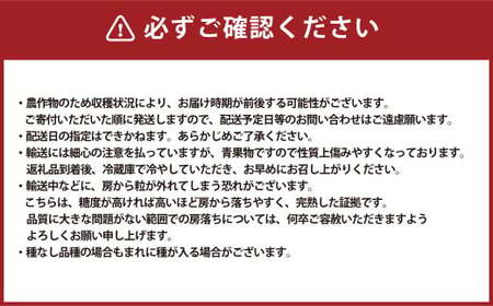クインニーナ 2～3房 計1.1kg 【2026年9月上旬～10月下旬発送予定】 ぶどう 葡萄 ブドウ 種なし