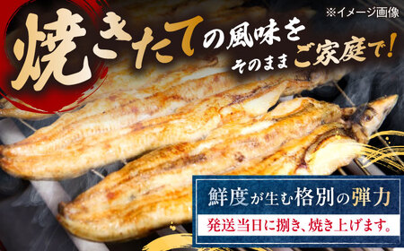  国産活うなぎ2尾（白焼）[AQDF011] 鰻 白焼き 国産 活うなぎ