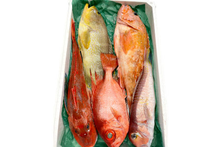 旬の鮮魚ＢＯＸお任せセット（松）【鮮魚 約5kg 冷蔵 旬 魚 さかな 天然 天然魚 新鮮 地魚 産地直送 水揚げ次第発送 おまかせ セット 詰め合わせ お取り寄せ 大田市 和江漁港】