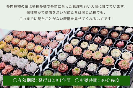 可愛い多肉植物寄せ植え体験鉢