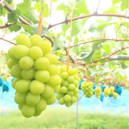 〈2026年発送〉岡山名産【晴王】シャインマスカット700g以上(1房)【贈答品】久米南町産【配送不可地域：離島・北海道・沖縄県】【1016879】