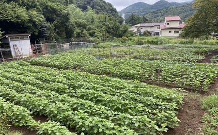 米麹味噌 セット 800g × 3個 米麹 麹味噌 生米麹 麹 味噌 調味料 味噌汁 熟成 手作り 冷蔵 冷蔵配送 静岡 静岡県 河津 河津町