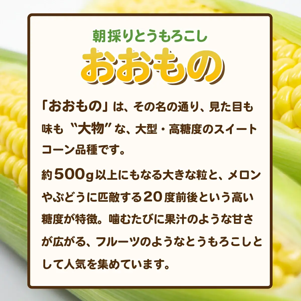 とうもろこし 訳あり おおもの 約6kg 先行予約 トウモロコシ