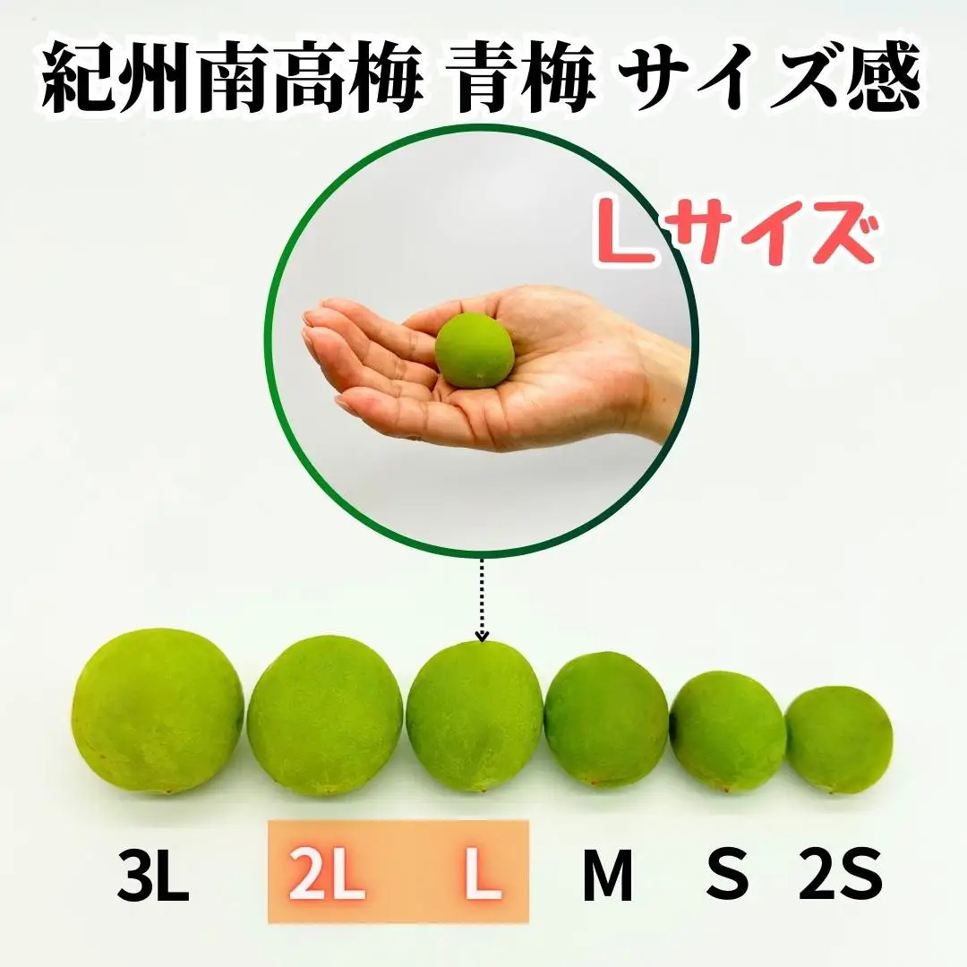 【2026年7月上旬～出荷予定】梅 冷凍 青梅 南高梅 10kg ( 1kg × 10袋) 秀品 2L or Lサイズ 和歌山県産 紀州有田 【みかんの会】