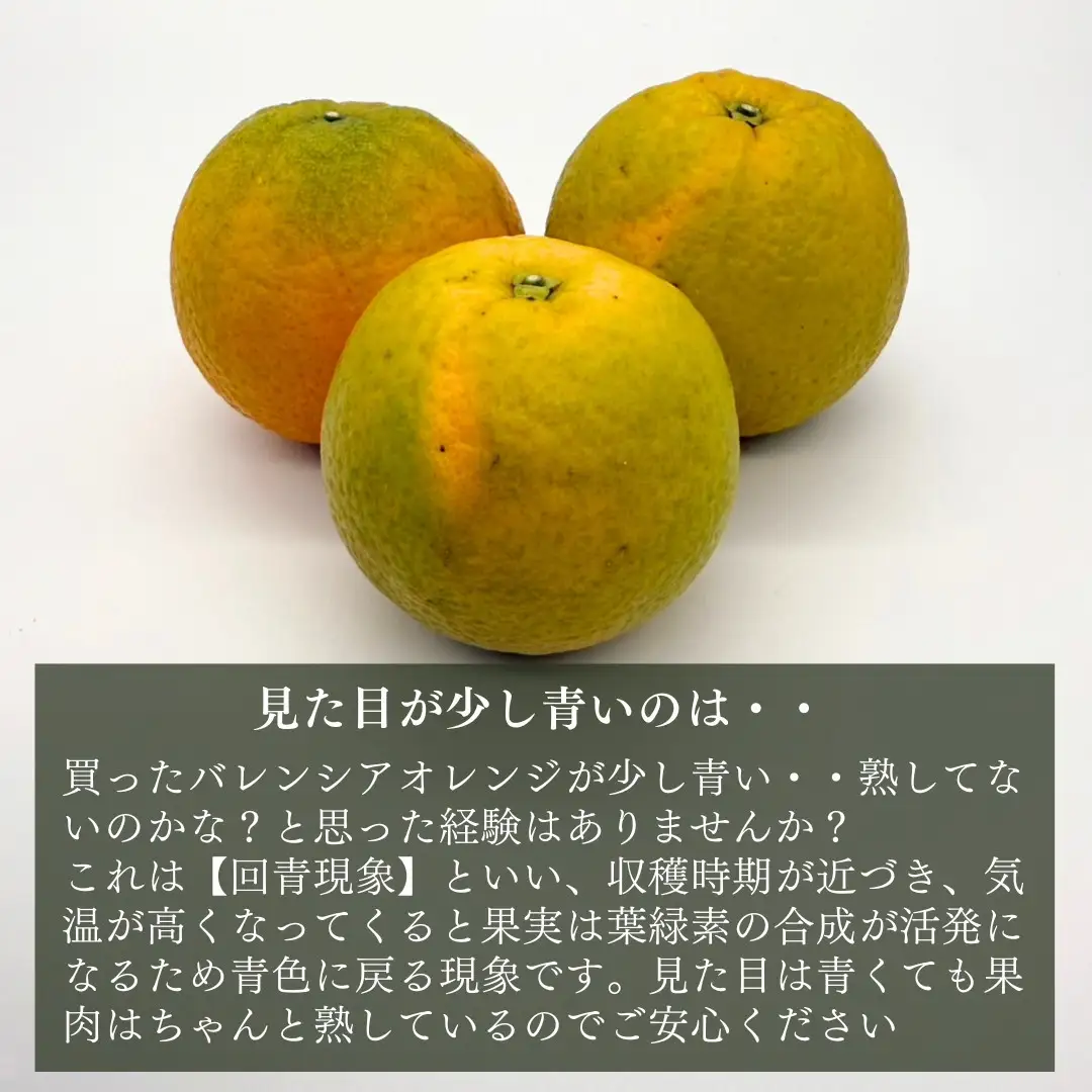 バレンシアオレンジ 国産 玉ぞろい 秀品 箱込 7.5kg (内容量 6.8kg ) 2L L M サイズのいずれか 和歌山県産 産地直送【みかんの会】