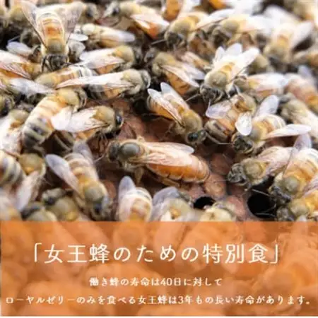 はちみつ生ローヤルゼリー　125g【配送不可地域：離島】【1505510】