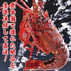 【漁師直送／活〆冷凍】伊勢海老（1kg／2～5尾）（KBL-18)