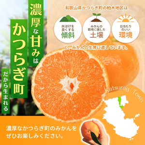 和歌山県産温州みかん　秀品　約5kg（約40個～60個入）【先行予約】【2026年11月上旬頃から12月中旬頃順次発送予定】| みかん フルーツ 果物 柑橘 和歌山【kgr032A】