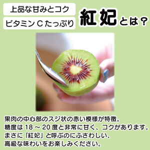 訳あり キウイフルーツ 食べ比べ 2.6kg 先行予約 2026年10月上旬～ キウイ