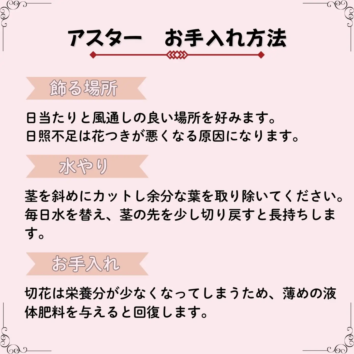  【期間限定】奥信濃飯山～木内ファームの盆花アスター21本セット～【2026年8月上旬より出荷】（Ca-004）