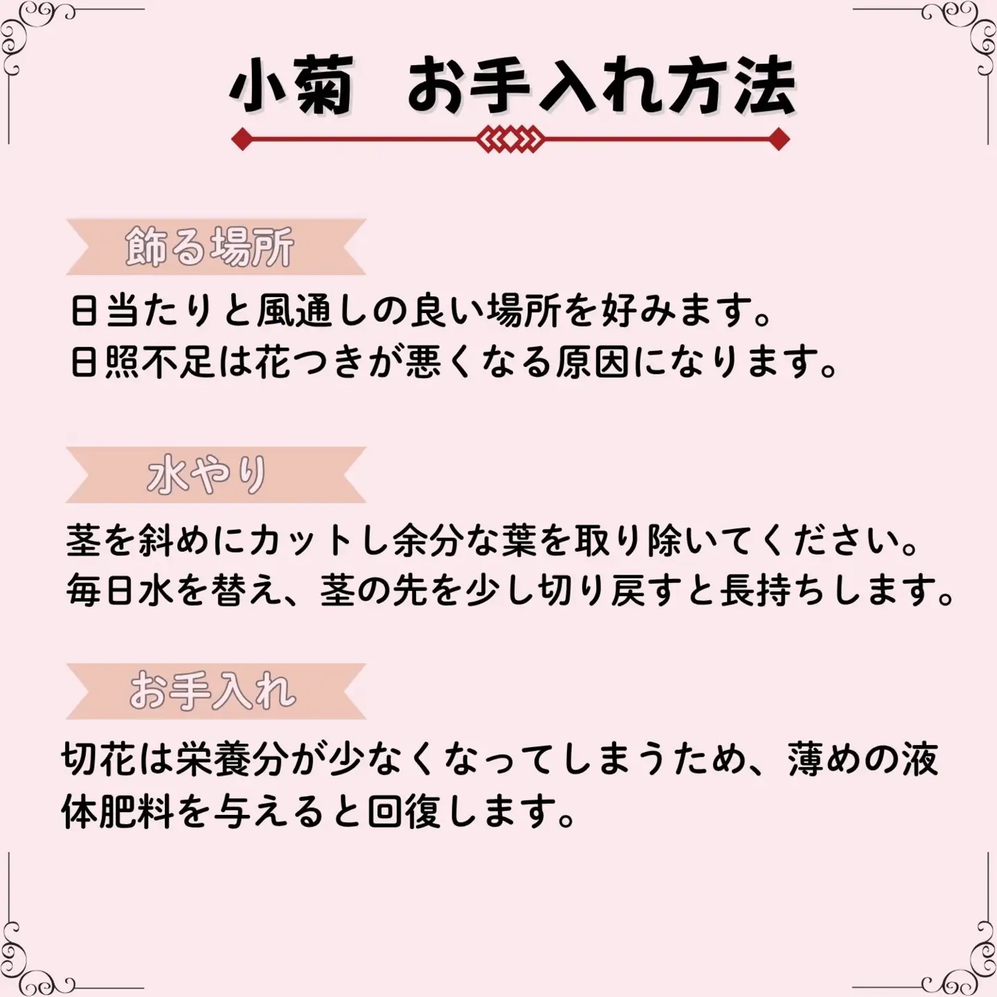 【期間限定】奥信濃飯山 ～木内ファームの切花小菊24本セット～【2026年7月下旬より出荷】（Ca-003）
