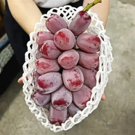 【先行受付】岡山県産　ブラックシャインマスカット 1房(600g以上)　化粧箱入り【配送不可地域：離島・北海道・沖縄県】【1631141】
