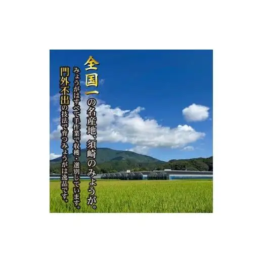 【 みょうが 】 1kg  かつおのたたき に 合う すさきのみょうが