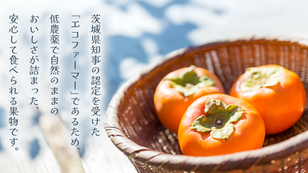 富有柿 12～16玉（茨城県共通返礼品：かすみがうら市）  [FF003sa]