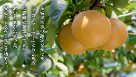 豊水 約5kg（茨城県共通返礼品：かすみがうら市） [FF004sa]