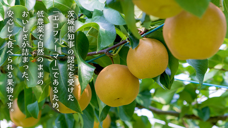 新高 約5kg（茨城県共通返礼品：かすみがうら市） [FF005sa]