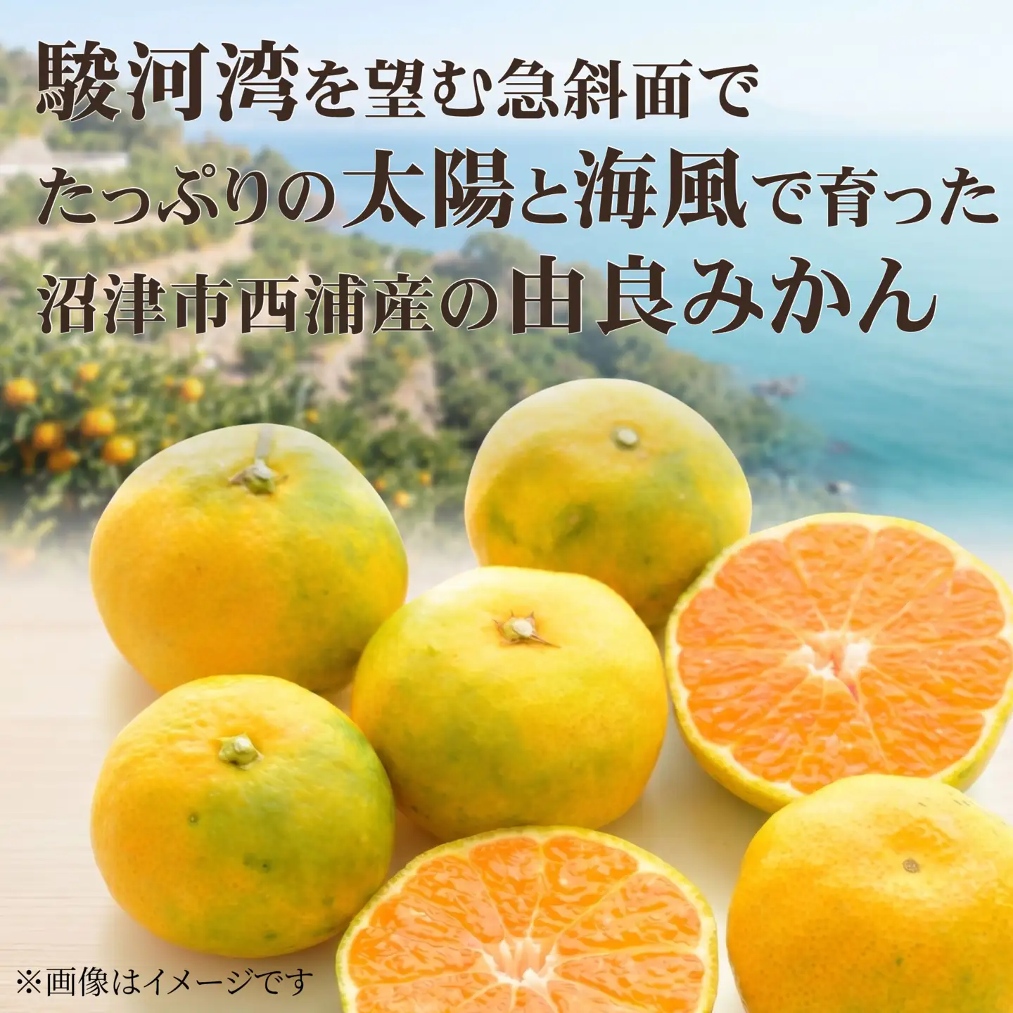 【先行予約】由良みかん 約5kg 沼津市 西浦 みかん