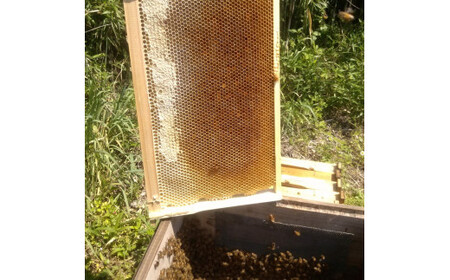 【尚仁沢湧水】湧水の郷しおや　はちみつ250ｇ×3本セット◇