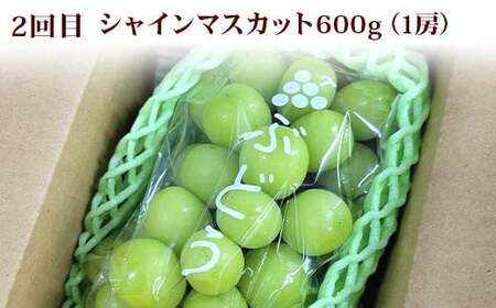 【2026年先行予約】秋冬味覚の三宝 白桃 シャインマスカット りんご FSY-2547