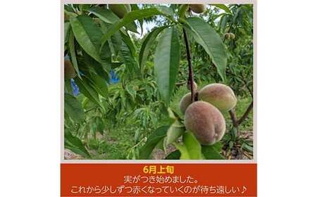 桃 品種おまかせ 5kg 13～18個 もも 贈答 プレゼント ＜佐藤果樹園＞ モモ 桃 デザート フルーツ 果物 F7X-0282