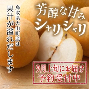 【先行予約】DS-03　新甘泉梨（５ｋｇ）