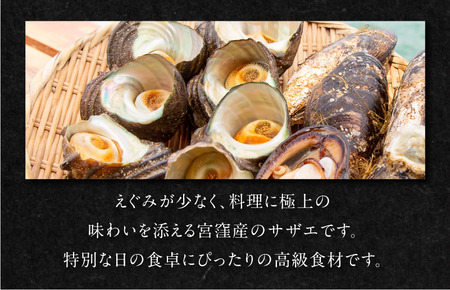 幻の貝「瀬戸貝」と高級サザエ【瀬戸貝3～4個（約1kg）・サザエ4～5個（約1kg）】【V002770】