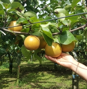 【先行受付】南水 10～14玉 約5kg