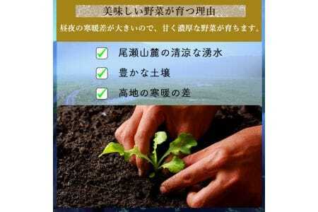【期間限定】尾瀬の郷　野菜セット