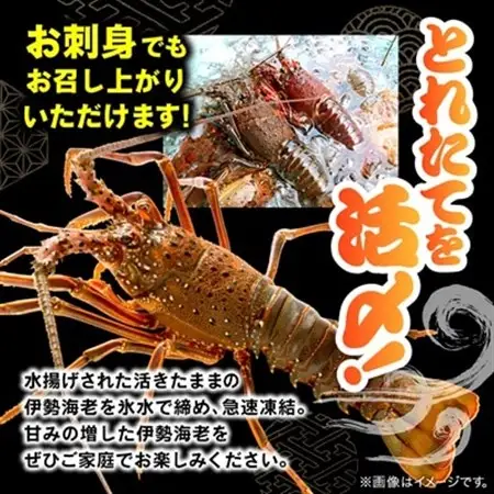 活〆冷凍伊勢海老600g【配送不可地域：離島】【1607625】