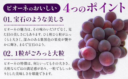 先行予約 ピオーネ 300g×4パック 約1.2kg パックのみ 日本フルーツ株式会社《7月下旬-8月末頃出荷》熊本県 荒尾市 ぶどう ピオーネ 果物 フルーツ スイーツ デザート ギフト ご贈答