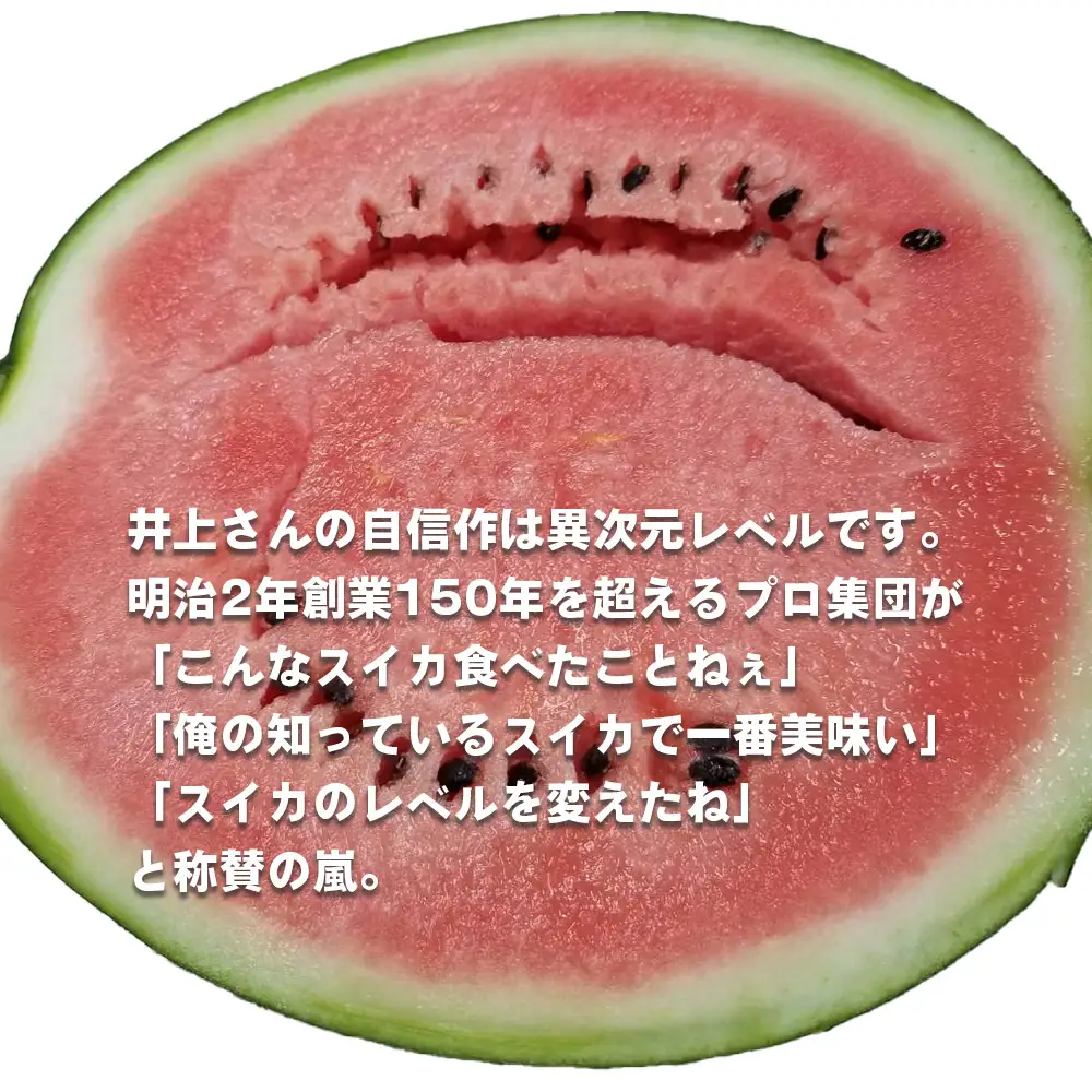 No.011 井上さんの西瓜「自信作（赤肉スイカ）」2Lサイズ以上1玉 ／ スイカ すいか 西瓜 2L 完熟 糖度 高糖度 甘い シャリ感 果物 フルーツ 旬 産地直送 お取り寄せ 贈答 ギフト 暑中見舞い 夏休み デザート 千葉県