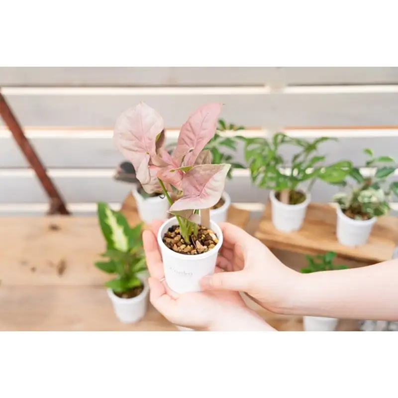 季節の植物 2号鉢 5点セット【発送可能時期：4月上旬～7月末、9月上旬～11月末】観葉植物