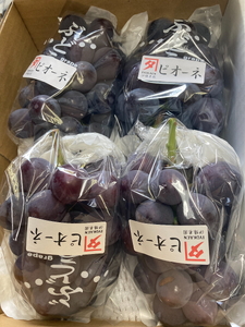 【2026年先行予約】 ニューピオーネ 約2kg 【2026年8月上旬から順次発送予定】 ぶどう 葡萄 種無し 果物 愛媛 人気 伊豫果園 伊予市｜B390