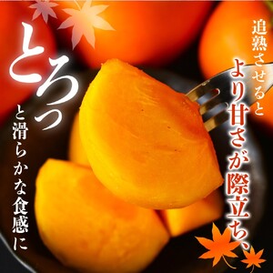 柿 種無し 赤秀品 超大玉 約1.8kg 5～6個 【先行予約】【2026年9月末頃～10月末頃に順次発送予定（お届け日指定不可）】【kgr003A】