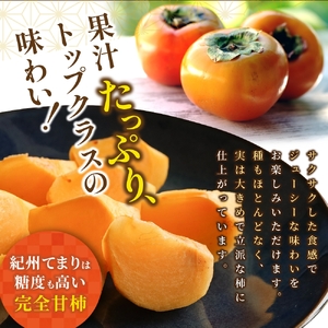 紀州てまり（和歌山県ブランド柿）6～7個入 こだわり農家厳選 先行予約 【2025年10月初旬頃から12月中旬頃順次発送】 / 柿 フルーツ 果物 かき 和歌山 かつらぎ 農家直送 贈答【kgr029】