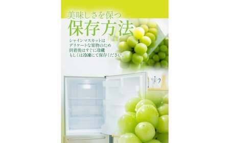 【岡山県産】晴王 シャインマスカット 約600g 1房 【2026年9月上旬～2026年11月下旬発送予定】 マスカット ぶどう ブドウ 葡萄